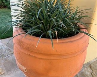 Patio Plant and so many more . . .