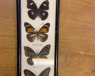 Mounted butterflies