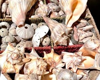 More Shells!