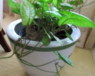 Syngonium in ceramic pot