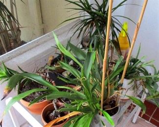 Rescue Orchids