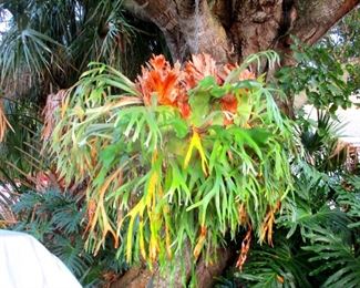 Giant Stag Horn Fern