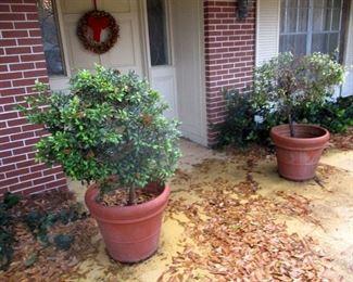 Planters at entry Boxwood
