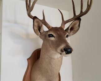 Big buck shoulder mount. Taken in Kings Ranch many years ago