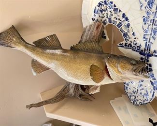 Large Trout Taxidermy 29 in long some damage as is 29in longTotal length & width 73in X 39in