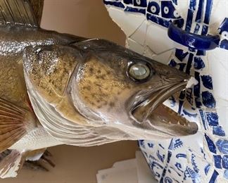 Large Trout Taxidermy 29 in long some damage as is 29in longTotal length & width 73in X 39in