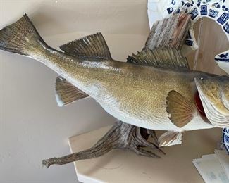 Large Trout Taxidermy 29 in long some damage as is 29in longTotal length & width 73in X 39in