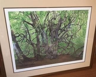 West Goshen Township Weeping Beech Tree Print