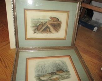 Pair well-framed Audubon prints