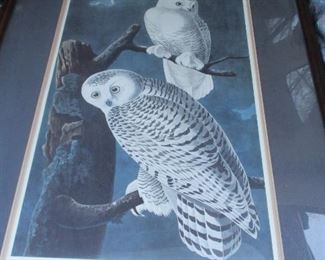 After J.J. Audubon, "SNOWY OWL"