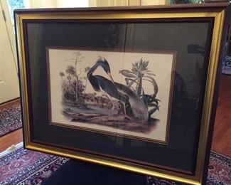 LOUSIANA HERON Framed Art