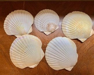 $10 - Collection of 5 shells