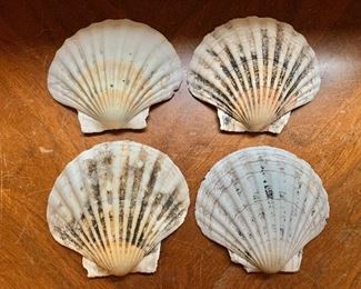 $10 - Collection of 4 shells