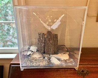 $200 - Large moth in lucite display box (moth wings are each approximately 5" wide); 12.5" x 12.5" x 12.5" 