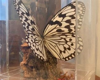 BEAUTIFUL BUTTERFLY MOTH DIORAMA