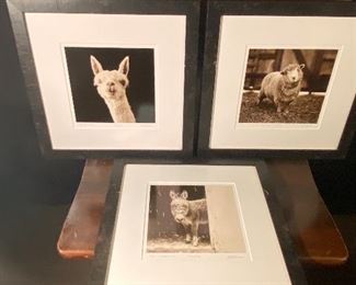 lovely animals prints from local photographer, numbered and signed