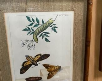 Insect Illustrations Artwork