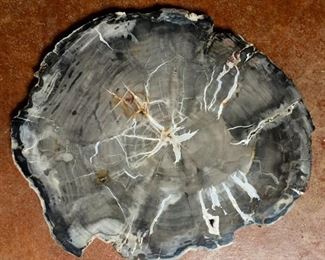 Assorted fossilized wood slabs, priced by kilogram and on view at studio