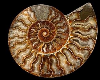 Assorted Ammonites from Madagascar. Priced by size. priced at wholesale price direct from the miner. Grade A Available to view at studio