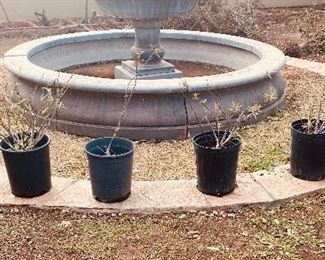Plants