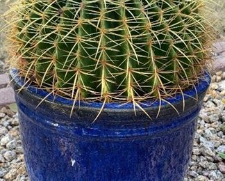 Barrel Cactus