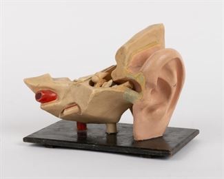 89: German Scientific Ear Model