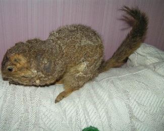 squirrel