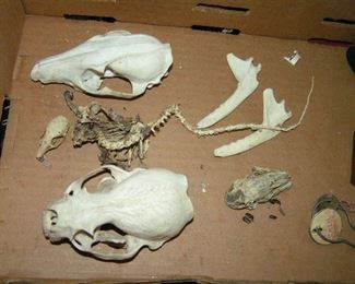 2 skeletons and 2 skulls