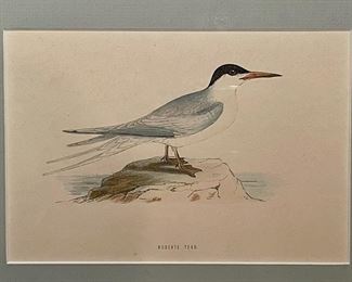 detail...Roseate Tern 