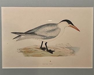 detail...Caspian Tern