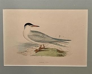 detail...Common Tern