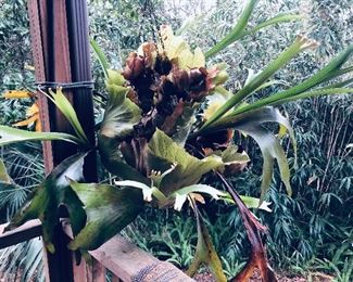 STAGHORN FERN