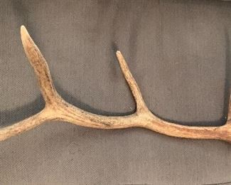 Antler