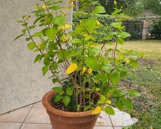 Large potted plant