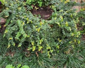 Extra large potted  ivy plant