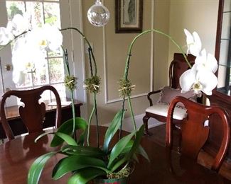 Beautiful LIVE  orchid
