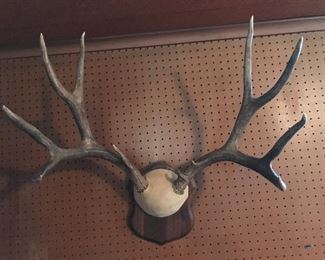 Antler Rack used for hat rack
