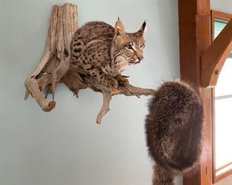 BOB CAT MOUNT TAXIDERMY 