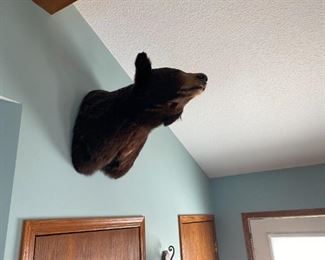 BEAR TAXIDERMY MOUNT 