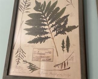 BOTANICAL ART, REPRODUCTION OF 1927