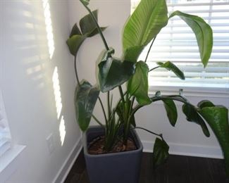 Bird of Paradise Plant (bring a blanket to wrap up while transporting)