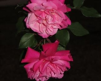 Beautiful Roses in Yard