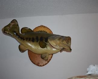 Excellent Large Mouth Bass - Trophy Mounted for your Wild Fish Tales!