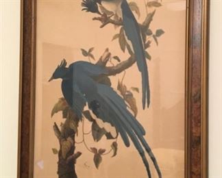 Audubon Columbia Jay Image from Northwestern Mutual Life - No 96