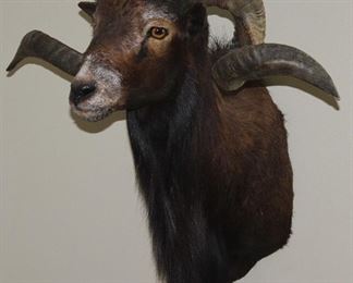 Taxidermy Mounted Rams Head (24”H x 19”D x 10”Breast: Tip of Horn to Tip of Horn 25”)