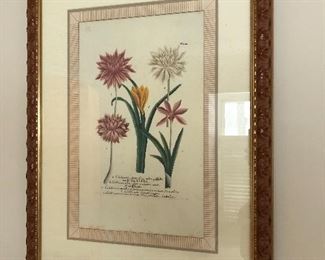 framed botanical prints