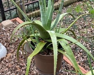 Large Aloe Plant 