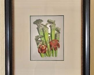 $175 - Framed, hand colored print - 27.5" H x 24" W 
