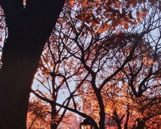 Central Park in Autumn Color Photograph
