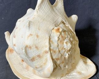Oversized Conch Shell
